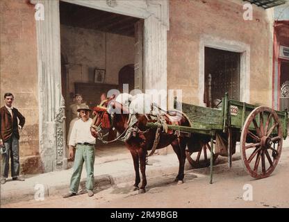 Un Mulo de la Habana, C1900. Banque D'Images
