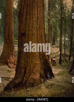 Mariposa Grove de grands arbres. « Trois grâces », vers 1900. La photo montre un séquoia géant à Mariposa Grove, dans le parc national de Yosemite, en Californie, avec un homme à côté et une calèche à proximité. Banque D'Images