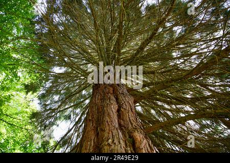 Un arbre haut et majestueux se dresse au milieu d'une paisible zone boisée, ses branches atteignant vers le ciel Banque D'Images