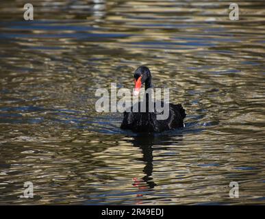 Un seul cygne noir glisse paisiblement sur un plan d'eau serein, sa silhouette créant une atmosphère paisible Banque D'Images