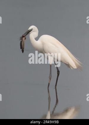 Vue verticale du Grand Egret (Ardea alba) avec poisson-mudskipper (Boleopthalmus pectinirostris), promenade de Mai po, Hong Kong, Chine 18 avril 2023 Banque D'Images