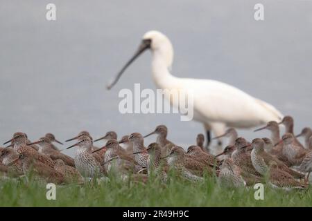 Troupeau de la queue d'or commune (Tringa totanus), à tideline, promenade de Mai po, Hong Kong, Chine (avec Spoonbill à face noire hors foyer) 19 avril 2023 Banque D'Images