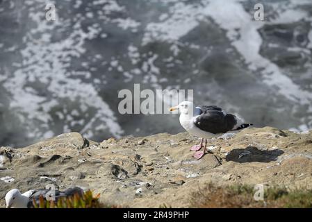 Photo sélective d'un mouette blanche perchée sur une côte rocheuse Banque D'Images