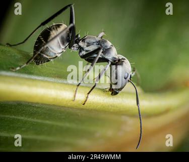 Gros plan d'un Ant noir sur une feuille verte dans le jardin, mise au point sélective, photo d'insecte. Banque D'Images