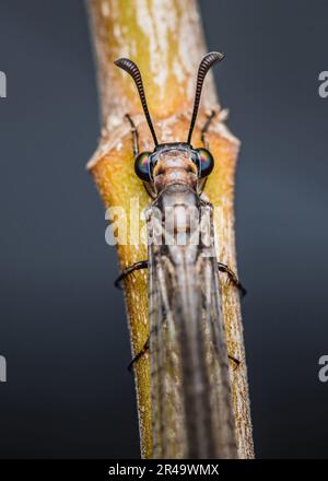 Gros plan d'un lion (Myrmeleontidae) perché sur une branche sur fond de nature, foyer sélectif, photo d'insecte en Thaïlande. Banque D'Images