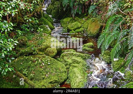 Le bassin d'Oparara à Karamea, dans l'île du Sud de la Nouvelle-Zélande Banque D'Images