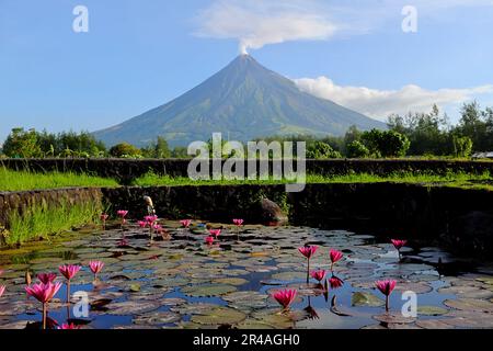 Magnifique paysage pittoresque du volcan Mayon avec réflexion d'eau à Cagsawa, province d'Albay, Philippines avec fumée blanche. Banque D'Images