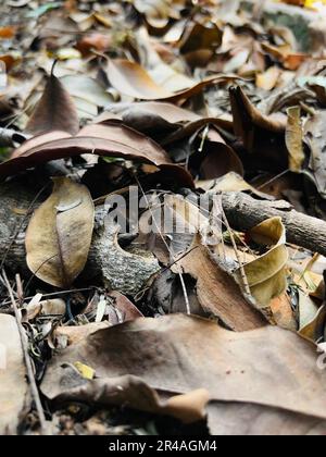 Une image en gros plan de feuilles mortes sèches de différentes nuances de brun et de blanc dispersées sur le sol en automne Banque D'Images