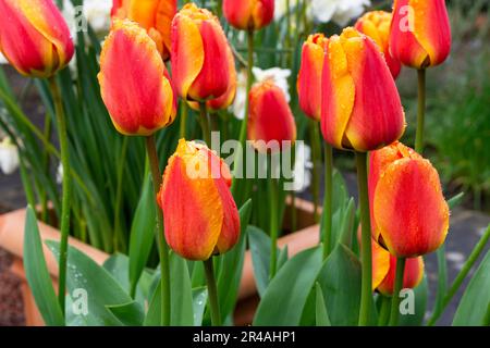 Tulipes brillantes après la pluie Banque D'Images