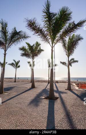 Palmiers plantés dans une section récemment rénovée de la promenade du bord de mer à Luanda, en Angola. Banque D'Images