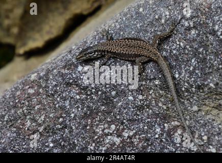 Une petite créature reptilienne perchée au sommet d'un rocher, arpentant son environnement avec un œil vigilant Banque D'Images