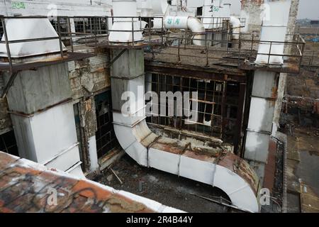 Une féline blanche est perchée dans un ancien panneau de fenêtre, contre un mur solide en arrière-plan Banque D'Images