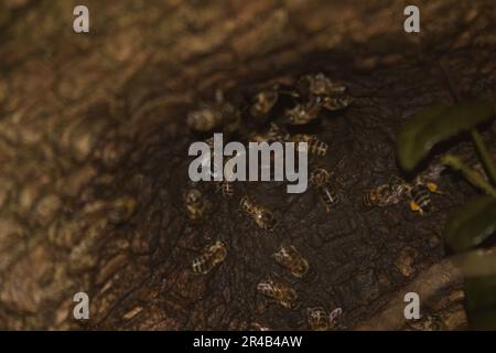 Gros plan d'une branche d'arbre avec diverses espèces d'abeilles et d'autres insectes qui bourdonnent autour de l'écorce Banque D'Images