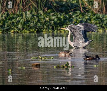 Un petit oiseau se tient dans l'eau peu profonde d'un étang entouré de caneteaux Banque D'Images