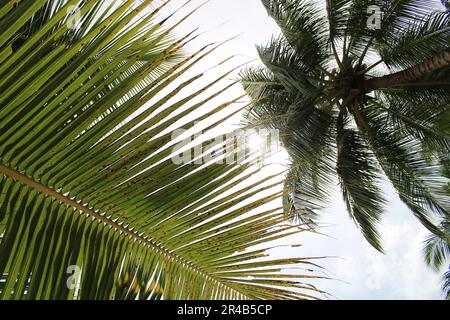 Une image isolée d'un palmier vert luxuriant et vibrant sur fond de nuages blancs et moelleux dans un ciel bleu vif Banque D'Images