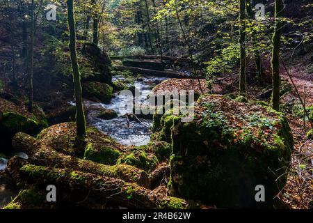 Une crique sinueuse traverse une forêt luxuriante et verte, parsemée de nombreuses roches et de pierres recouvertes de mousse Banque D'Images