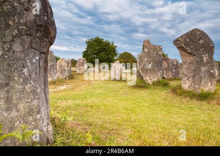 Rangées de pierres mégalithiques de Kerzerho, commune d'Erdeven, département du Morbihan, Bretagne, France Banque D'Images