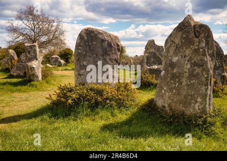 Rangées de pierres mégalithiques de Kerzerho, commune d'Erdeven, département du Morbihan, Bretagne, France Banque D'Images