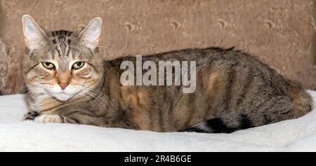 Maya, tabby femelle rayé brun à poil court, sur un coussin sur une chaise à St. Paul, Minnesota, États-Unis. Banque D'Images
