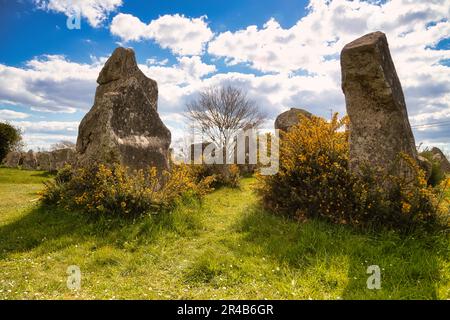 Rangées de pierres mégalithiques de Kerzerho, commune d'Erdeven, département du Morbihan, Bretagne, France Banque D'Images