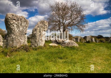 Rangées de pierres mégalithiques de Kerzerho, commune d'Erdeven, département du Morbihan, Bretagne, France Banque D'Images