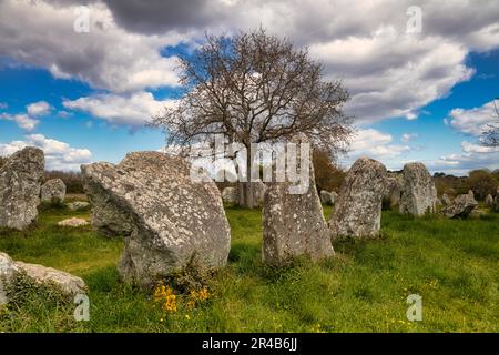 Rangées de pierres mégalithiques de Kerzerho, commune d'Erdeven, département du Morbihan, Bretagne, France Banque D'Images