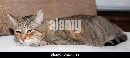 Mignon petit-cheveux brun rayé tabby chat, Maya, prenant une sieste sur un coussin blanc sur une chaise à St. Paul, Minnesota, États-Unis. Banque D'Images