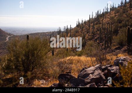 Cette superbe image capture une chaîne de montagnes rocheuses à couper le souffle avec plusieurs cactus et d'autres plantes poussant au premier plan et un vent de route de terre Banque D'Images