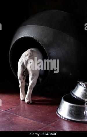 Vue arrière d'un boudogue français qui se trouve à l'intérieur de la maison des chiens Banque D'Images