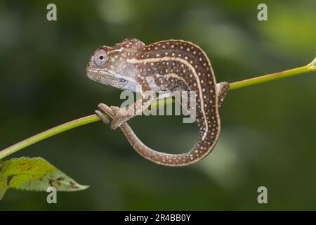 Chameleon (Furcifer campani), homme, sur tige de plante près d'Ambositra, dans les hautes terres du sud, au centre de Madagascar, à Madagascar Banque D'Images