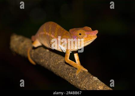 Rhinocéros caméléon (Furcifer rhinoceratus), femelle à trois pattes, Parc national d'Ankarafantsika, Ouest de Madagascar, Madagascar Banque D'Images