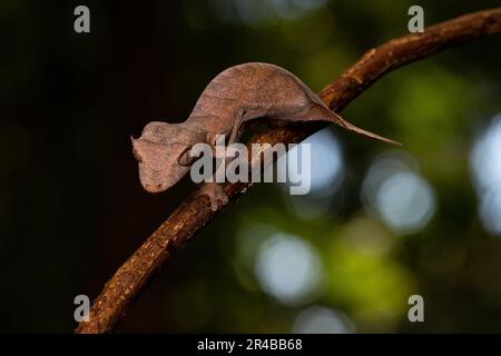 Gecko à queue de flèche (Uroplatus ebenaui), femelle, camouflée sur l'île de Nosy Komba, dans le nord-ouest de Madagascar, à Madagascar, en Afrique de l'est Banque D'Images