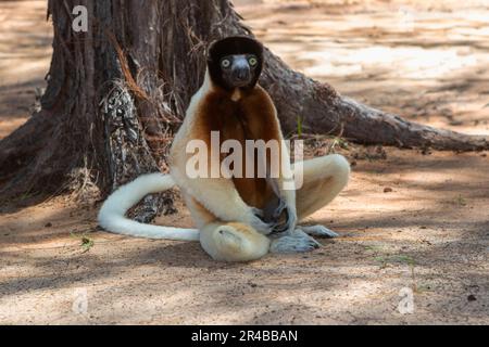 Sifaka mâle couronné (Propithecus coronatus) assis sur le sol, en voie de disparition, dans une forêt sèche de la péninsule de Katsepy, à l'ouest de Madagascar, à Madagascar Banque D'Images