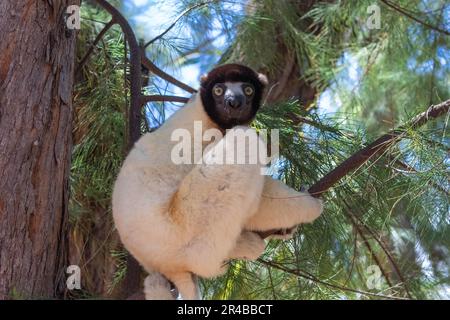 Sifaka mâle couronné (Propithecus coronatus) dans un arbre, en voie de disparition, en forêt sèche sur la péninsule de Katsepy, à l'ouest de Madagascar, Madagascar Banque D'Images