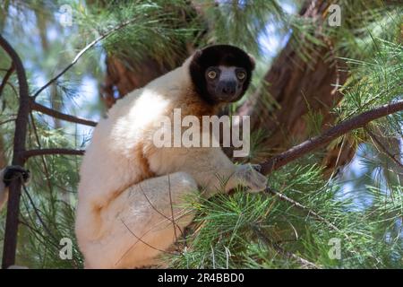 Sifaka mâle couronné (Propithecus coronatus) dans un arbre, en voie de disparition, en forêt sèche sur la péninsule de Katsepy, à l'ouest de Madagascar, Madagascar Banque D'Images