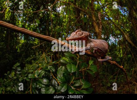 Gecko à queue de flèche (Uroplatus ebenaui), femelle, tir grand angle dans un habitat en branche sur l'île de Nosy Komba, dans le nord-ouest de Madagascar, à Madagascar, à l'est Banque D'Images