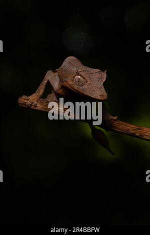 Gecko à queue de flèche (Uroplatus ebenaui), femelle, camouflée sur l'île de Nosy Komba, dans le nord-ouest de Madagascar, à Madagascar, en Afrique de l'est Banque D'Images