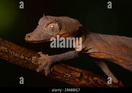 Gecko à queue de flèche (Uroplatus ebenaui), femelle, portrait, camouflage sur branche sur l'île de Nosy Komba, nord-ouest de Madagascar, Madagascar, Afrique de l'est Banque D'Images