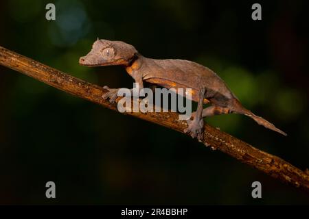 Gecko à queue de flèche (Uroplatus ebenaui), femelle, camouflée sur l'île de Nosy Komba, dans le nord-ouest de Madagascar, à Madagascar, en Afrique de l'est Banque D'Images