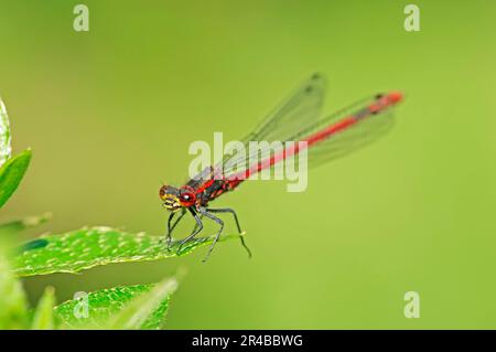 Grand ddamselfly rouge (Pyrhosoma nymphula), homme, Rhénanie-du-Nord-Westphalie, premier damselfly (Adonis), Allemagne Banque D'Images