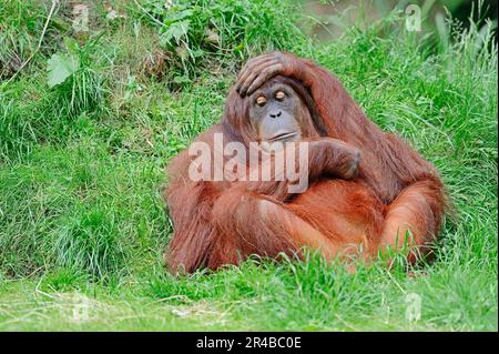 Sumatran Orang-utan (Pongo pygmaeus abelii), Sumatran (Pongo abelii) Orangutan Banque D'Images