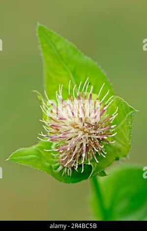 Choux Thistle (Cirsium oleraceum), Bavière, Allemagne Banque D'Images