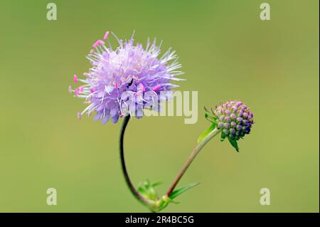 Bit du diable (Succisa pratensis) scabieux, Bavière (Scabiosa succinisa), Abbiss, Teufelwurz, Teufelsbiss, Allemagne Banque D'Images