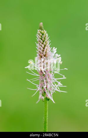 Hoary Plantain (médias Plantago), Bavière, Allemagne Banque D'Images