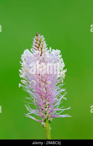 Hoary Plantain (médias Plantago), Bavière, Allemagne Banque D'Images