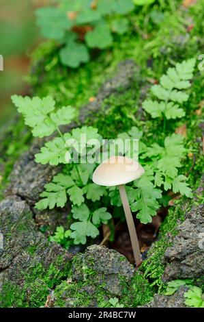 Helminthes à feuilles roses, fougères fragiles de la vessie (Cystopteris fragilis), Rhénanie-du-Nord-Westphalie, Allemagne Banque D'Images