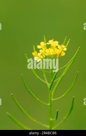 Bitter Wintercress, Rhénanie-du-Nord-Westphalie, Allemagne, Bitter Wintercress, Bittercress, Jaune Rocketcress (Barbarea vulgaris), Herb Barbara, hiver Banque D'Images