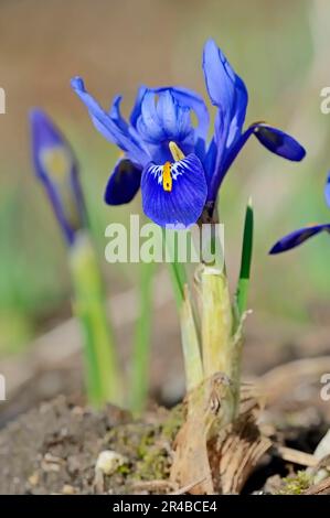 Iris reticulata (Iris reticulata) (Iridodictyum reticulatum) (Iris hyrcana), iris réticulé, iris nain, iris d'hiver, iris réticulé, Réticulé Banque D'Images