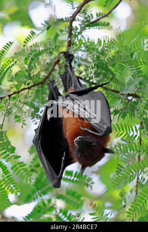 Indian Flying Fox (Pteropus giganteus), Uttar Pradesh, Inde Banque D'Images