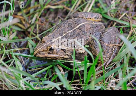 Indus Valley Bullfrog (Hoplabatrachus tigerinus), parc national de Keoladeo Ghana, Rajasthan, Inde, Bullfrog indien Banque D'Images